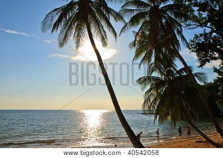 Coconut Tree