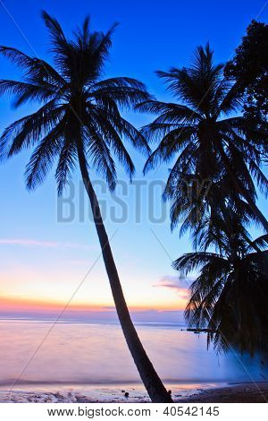 Coconut Tree