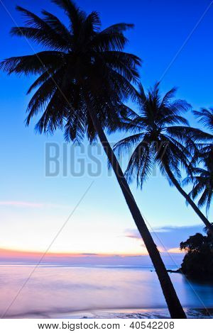 Coconut Tree