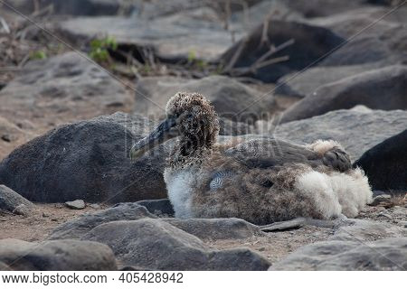 A Waved Albatross Chick, Phoebastria Irrorata, Resting In The Galapagos