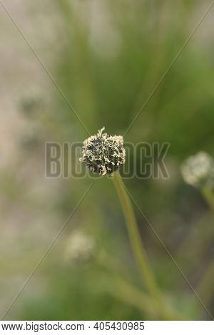 Common Globularia Seed Head - Latin Name - Globularia Punctata