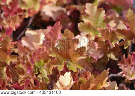 Coral Bells Marmelade Leaves - Latin Name - Heuchera Marmelade