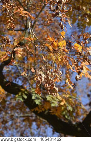 Golden Rain Tree Branches With Seed Pods - Latin Name - Koelreuteria Paniculata