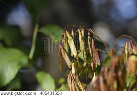 Flowering Ash Seeds - Latin Name - Fraxinus Ornus