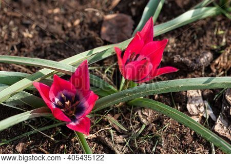 Tulipa Orphanidea 