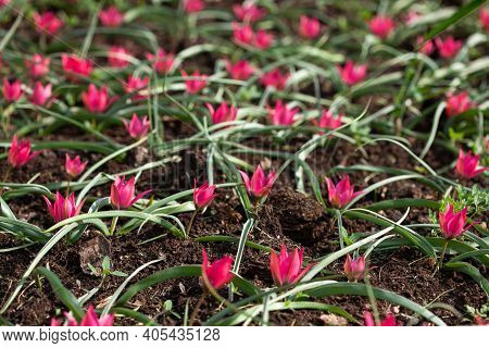 Tulipa Orphanidea 