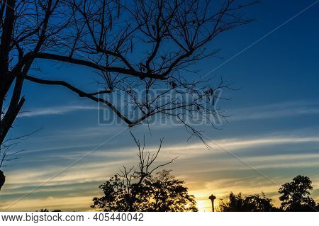 Beautiful Silhouette Leafless Tree And Sunset Sky, Blue And Yellow Backlight. Romantic And Peaceful 