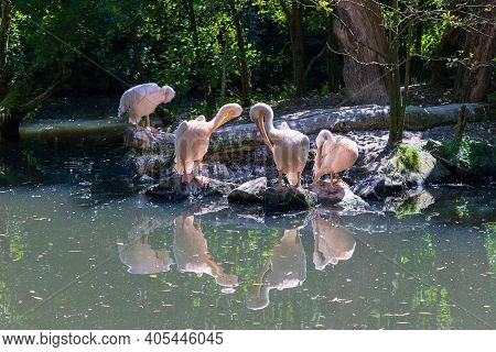 Pelican - Pelecanus - A Large White Bird With A Large Beak Stands On Stones By The Water. Pelicans A