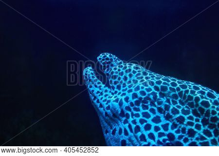 Portrait Of A Huge Spotted Muraena Fish Over Dark Blue Background.