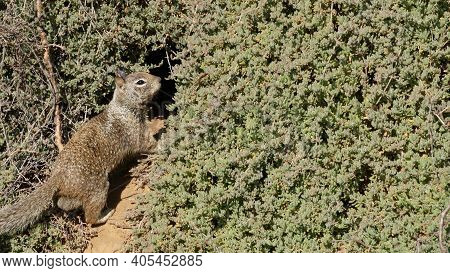 Beechey Ground Squirrel, Common In California, Pacific Coast, Usa. Funny Behavior Of Cute Gray Wild 