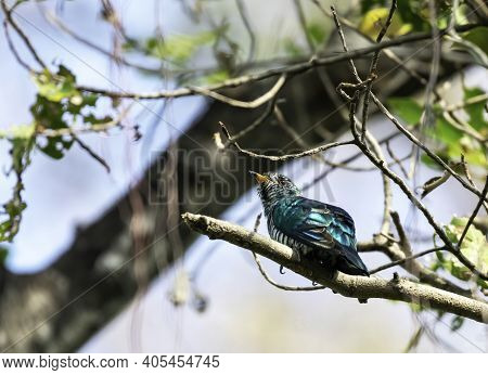 Male Asian Emerald Cuckoo Perching On The Branch , Thailand