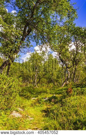 Norwegian Landscape With Trees Firs Mountains And Rocks. Norway Nature.