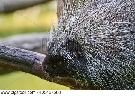 Erethizontidae, North American Porcupine, Climbing Over Trees And Branches. Lives In North America, 