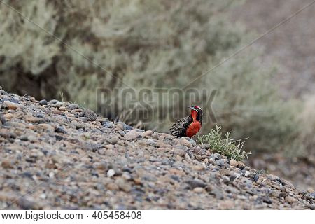 Leistes Loyca, Long-tailed Meadowlark Is A Passerine Bird Of Southern South America And The Falkland