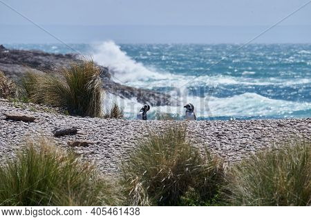 Spheniscus Magellanicus, Magellanic Penguins At The Cabo Dos Bahias In Patagonia Argentina Nwalking 