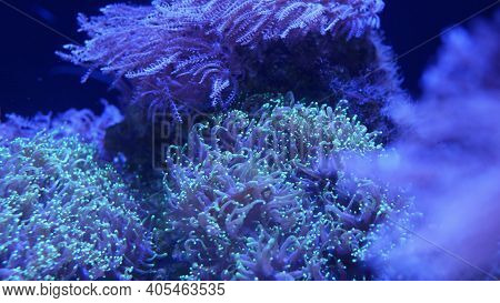 Soft Corals In Aquarium. Closeup Anthelia And Euphyllia Corals In Clean Blue Water. Marine Underwate