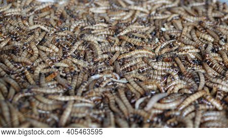 Many Beetle Larvae Crawling In Container. Small Alive Mealworms For Food Preparation Crawling On Bot