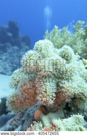 Colorful Coral Reef At The Bottom Of Tropical Sea, Pulsating Xenid Coral, Underwater Landscape