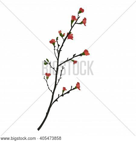 Sakura Sprout Vector Stock Illustration. The Pink Buds Of A Cherry Blossom. Spring First Shoots On T
