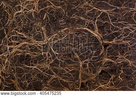 Root Systm In Soil Cross Section. Enviromental, Gardening Background.