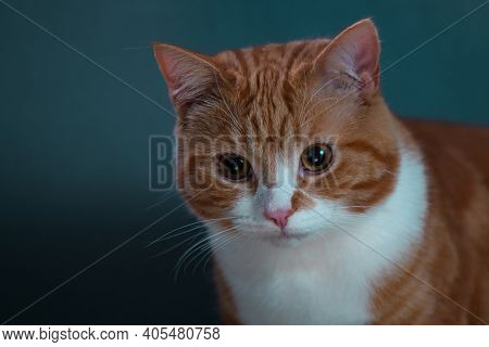 Authentic Image Of A Ginger Cat Looking At The Camera With A Beautiful Warm And Cosy Background.
