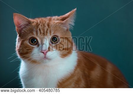 Authentic Image Of A Ginger Cat Looking At The Camera With A Beautiful Warm And Cosy Background.