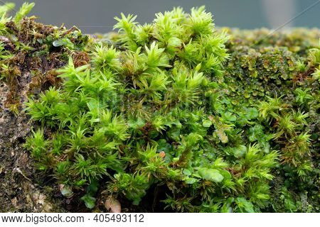 Close Up Of Moss On A Log