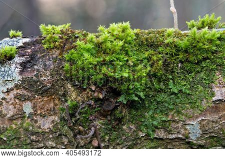 Moss