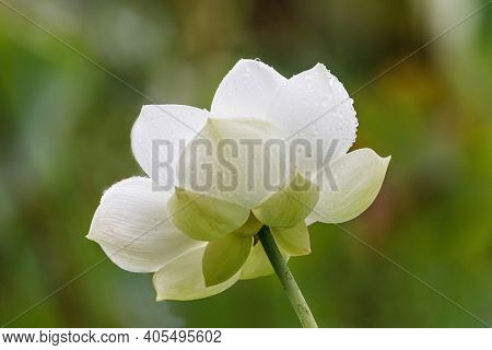 White Water Lily With Yellow Stamens In Full Flower In A Pond