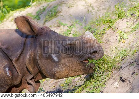 A Young Male Indian Rhinoceros Is Eating Grass