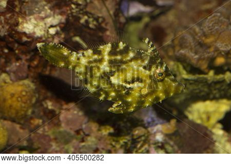 The Bristle-tail Filefish (acreichthys Tomentosus) In Aquarium.
