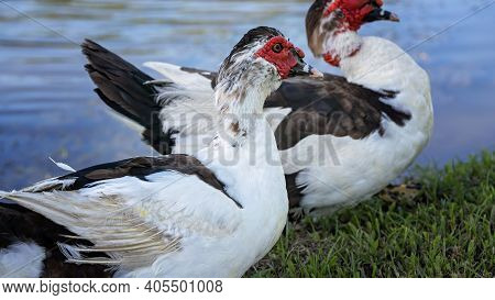 Close Up Of A Gaggle Of Geese On The Grassy Banks Of A Pond