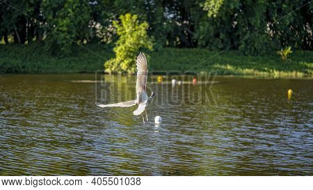 An Ibis In Flight Over A Creek Showing Its Wing Span