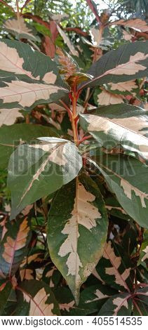 Red Leaf Ornamental Plant Or Also Called Steemit