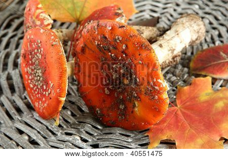 červená amanitas, na pozadí proutí