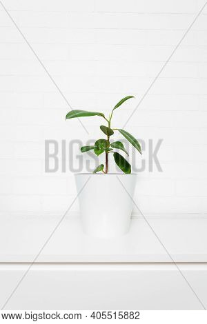 Ficus Tree In Bright Interior. White Brick Wall With House Plant. Indoor Ficus Elastica. House Potte