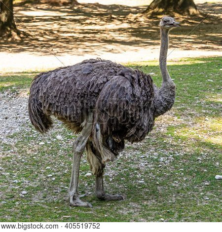 The Common Ostrich, Struthio Camelus, Or Simply Ostrich, Is A Species Of Large Flightless Bird Nativ