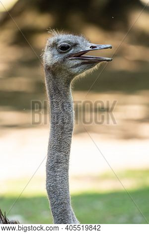 The Common Ostrich, Struthio Camelus, Or Simply Ostrich, Is A Species Of Large Flightless Bird Nativ