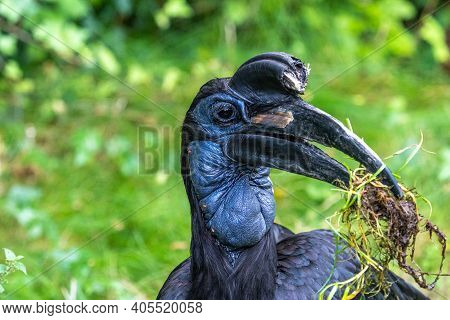 The Abyssinian Northern Ground Hornbill, Bucorvus Abyssinicus Or Northern Ground Hornbill Is An Afri