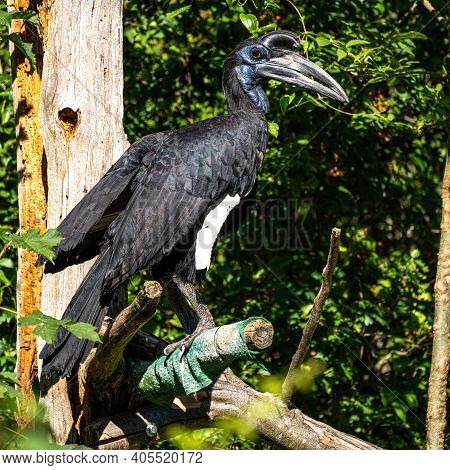 The Abyssinian Northern Ground Hornbill, Bucorvus Abyssinicus Or Northern Ground Hornbill Is An Afri