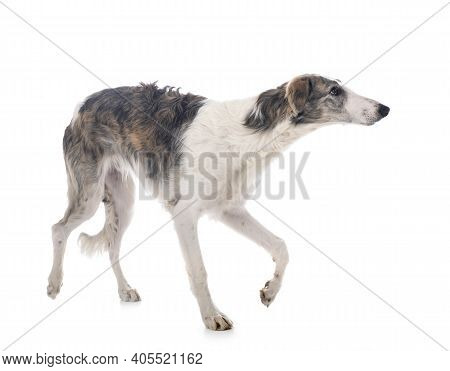 Young Borzoi In Front Of White Background