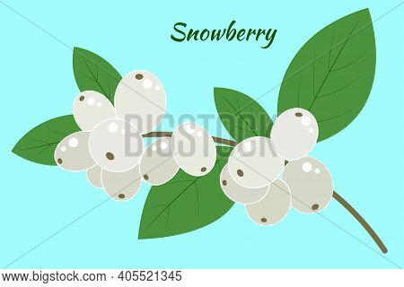 A Branch Of A Snow Berry On A Blue Background. Symphoricarpos With Leaves, Vector. Isolated Object.