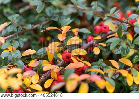 Red Gaultheria Berries In Autumn Garden In Fall Season