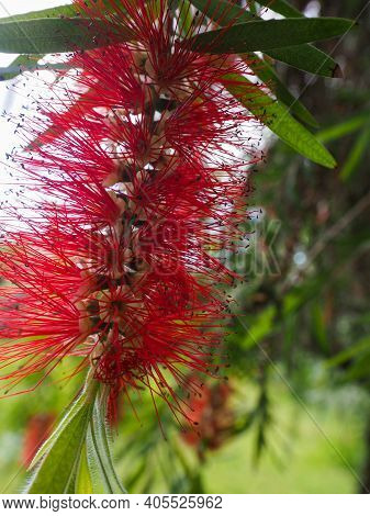 Callistemon Flowers Close-up On A Background Of Green Foliage Of A Tree. Colorful Natural Background