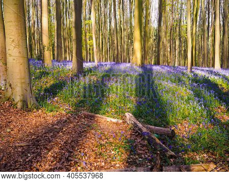 Early Morning Sun Beams Shining Through Bluebell And Beech Woodland Casting Long Shadows On The Purp
