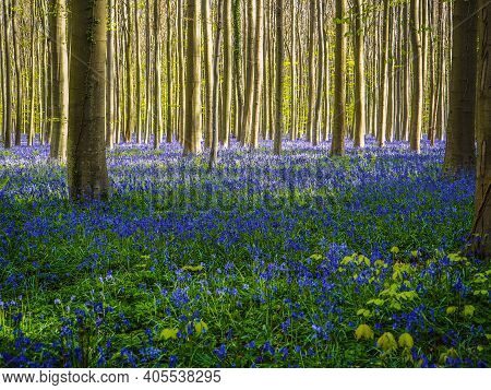 A Vibrant Blue And Purple Bluebell Wood During Spring In The Forest, With Long Early Morning Sunbeam