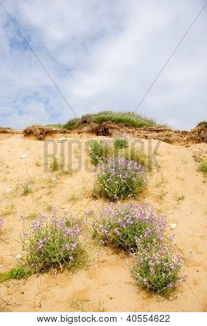 ภูมิทัศน์จากโคสต์ Oleron เกาะกับดอกไม้ป่าในเที่ยว