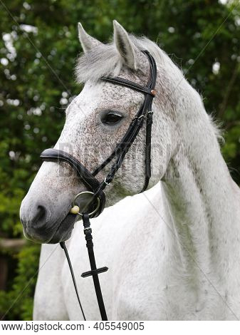 A Head Shot Of A Dapple Grey Horse In A Snaffle Bridle.