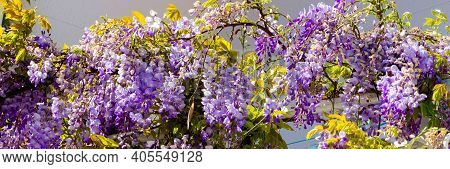 Wisteria Or Glicinia Trellis In A Garden.