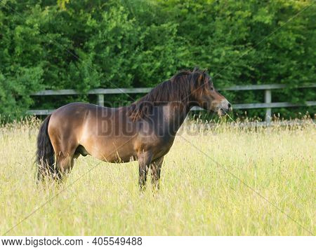 A Rare Breed Exmoor Pony Stands In A Paddock Of Long Summer Grass.